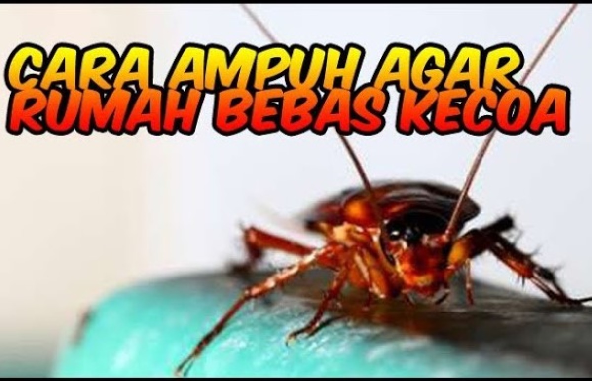 Mudah Dilakukan! 7 Cara Mencegah Kecoa Agar Tidak Masuk Ke Rumah Kembali, Kecoa Hilang Kesehatan pun Aman