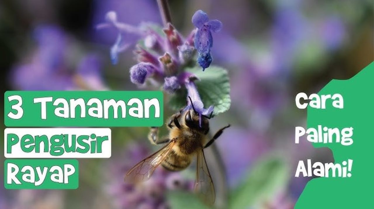 3 Tanaman Pengusir Rayap di Rumah, Lengkap dengan Cara Pemanfaatannya