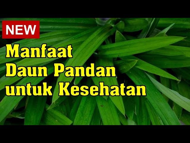 Penderita Diabetes Merapat! Ini 3 Khasiat Daun Pandan untuk Kesehatan, Bisa Bantu Kontrol Gula Darah