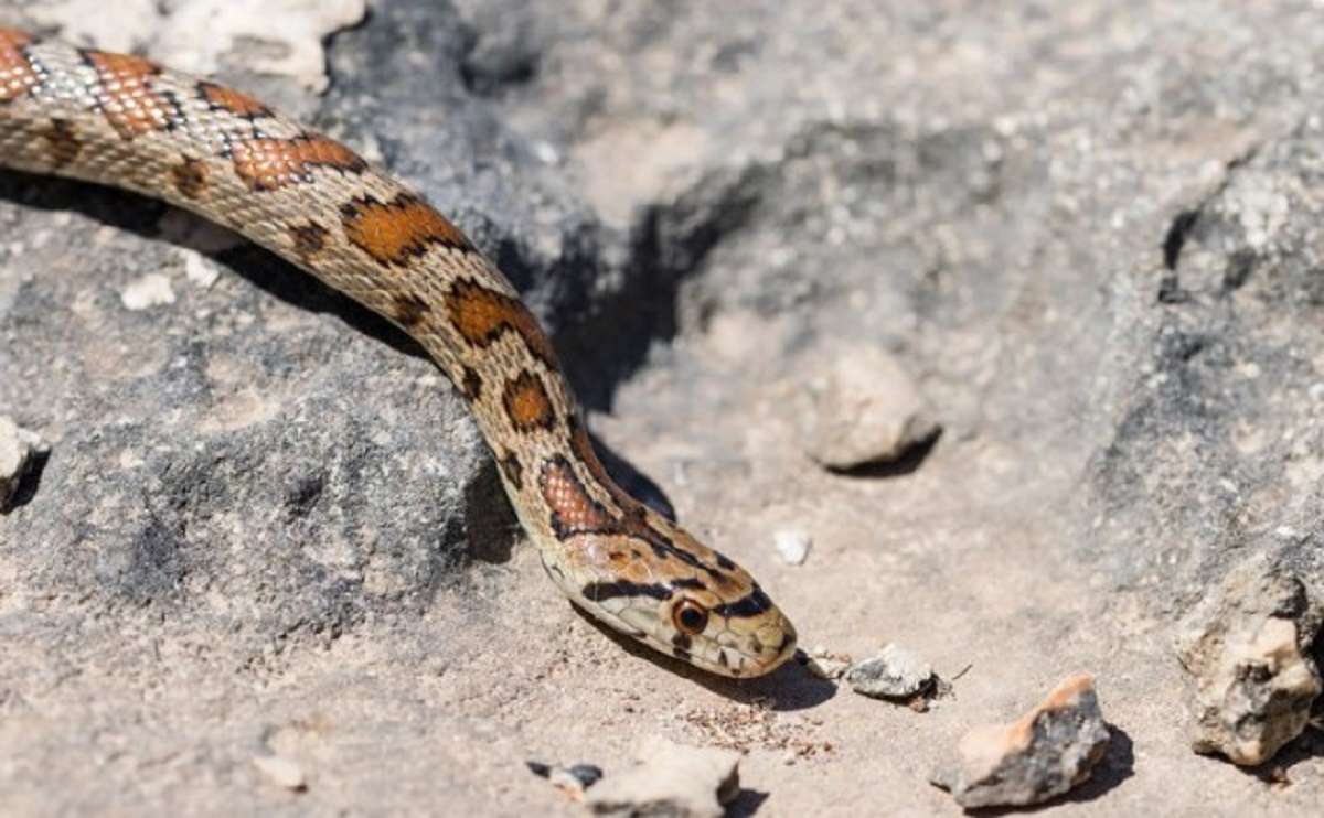 Waspada! Ini Beberapa Penanganan Awal Saat Digigit Ular yang Bisa Selamatkan Nyawa!