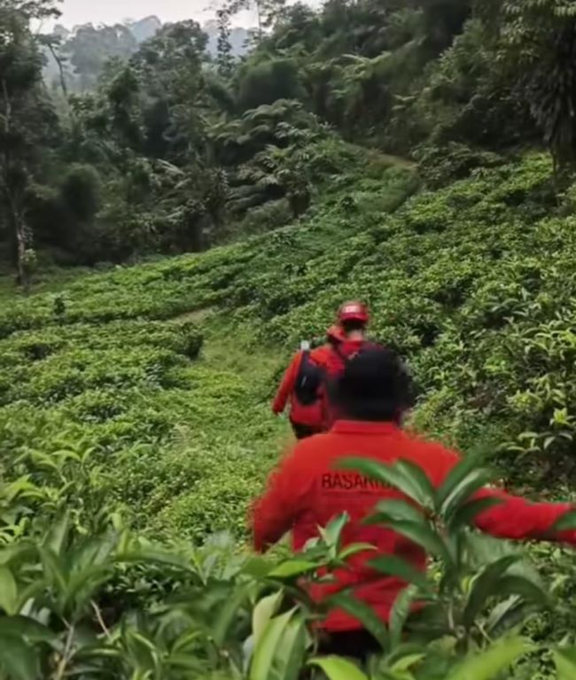 Nenek Rasmi Dilaporkan Hilang di Kebun Teh Jolotigo Pekalongan, Pencarian Dilakukan Hingga Radius 3 Km