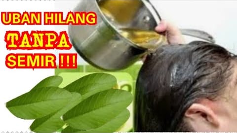 2 Cara Menghilangkan Uban dengan Daun Jambu Biji, Rambut Hitam Permanen Sampai Ke Akar Tanpa Dicabut