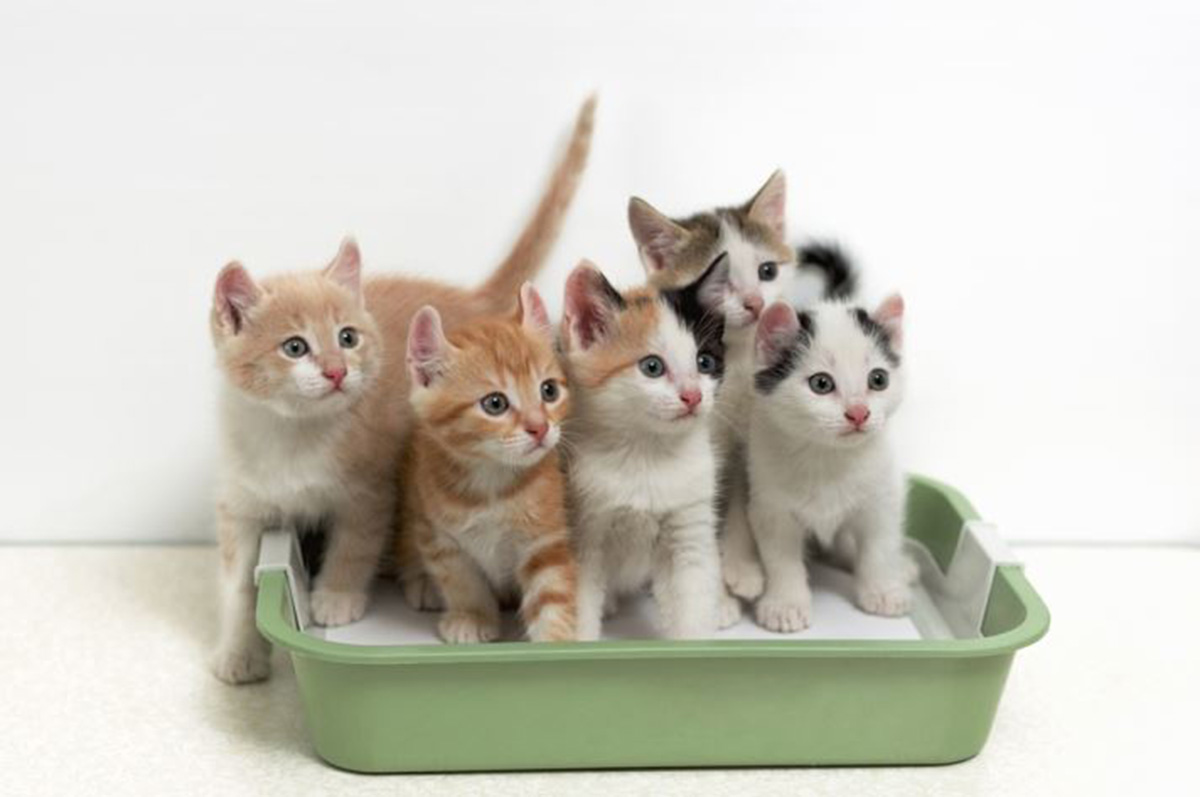 Wajib Dicoba! Tips dan Cara agar Pasir Kucing Tidak Bau Paling Ampuh, Bebas Kuman dan Penyakit