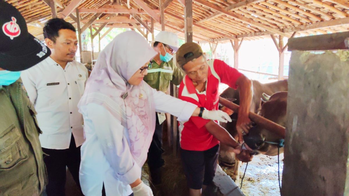 Ekonomi Lesu, Daya Beli Sapi Kurban di Batang Anjlok Drastis, Peternak Mengeluh