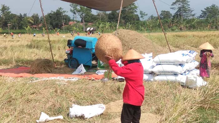 Imbas kenaikan harga di Pasaran, Bulog Kesulitan Serap Beras Petani 