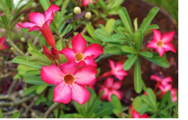 Trik Puasa Air Pada Adenium, Sebuah Teknik Perawatan Adenium Agar Rajin Berbunga dengan Lebat dan Serempak