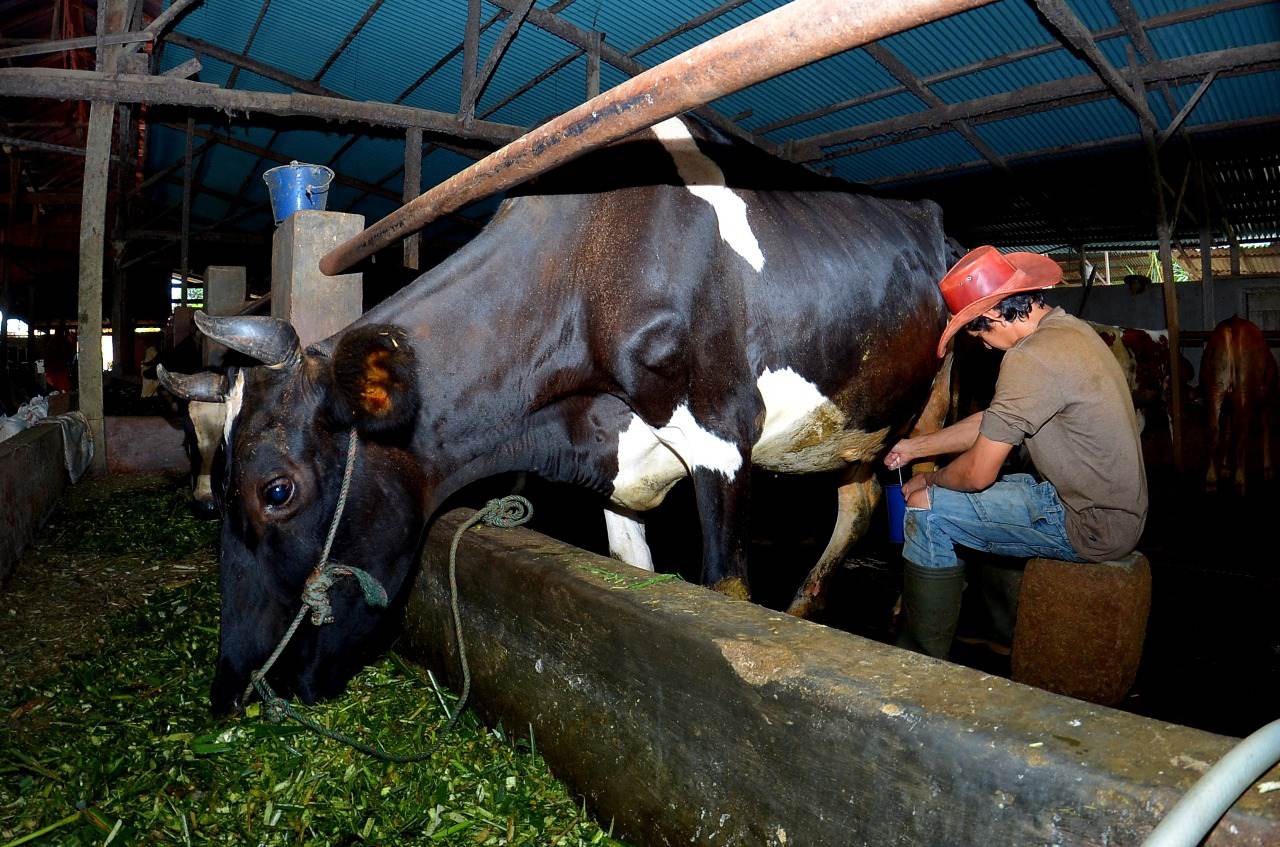 Dapatkan Fasilitas Pembiayaan dan Transaksi dari BRI, Klaster Susu di Ponorogo Berhasil Tingkatkan Produksi 