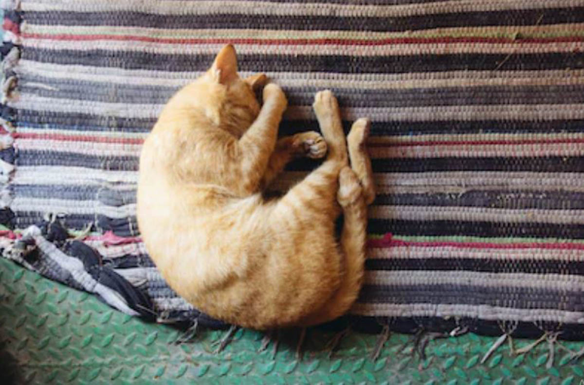 Apakah Kucing Tidur Terus berarti Sakit? Cari Tahu Beberapa Penyebabnya untuk Mencegah Hal yang Tak Diinginkan