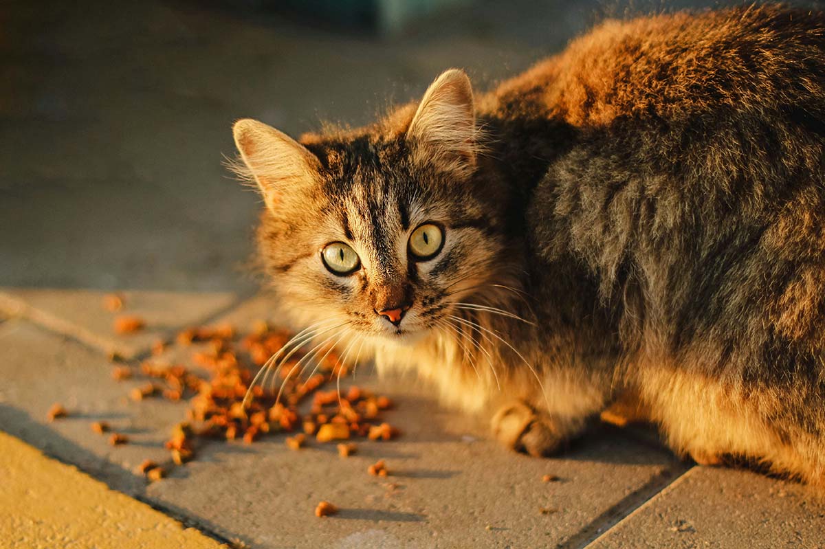 Cara Membuat Pakan Kucing Whiskas Dry Food, Nutrisi dan Kualitas 11/12 dengan Buatan Pabrik