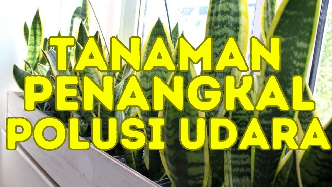 Ingin Udara Rumahmu Bersih, Inilah 7 Tanaman yang Dapat Menangkal Polusi, Yuk Langsung Tanam!