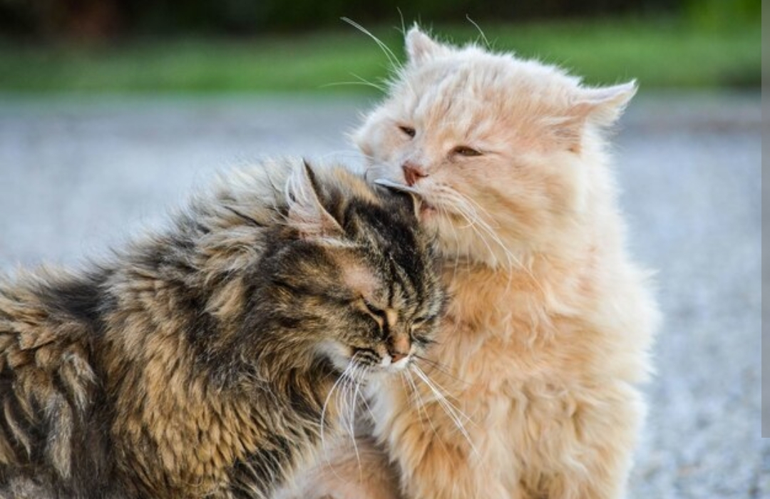 Baru Pelihara Kucing, Inilah Tips Merawat Kucing Agar Sehat, Buktikan Saja Sendiri!