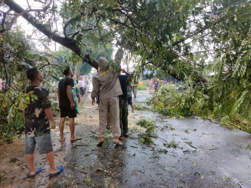 Pohon Peneduh Jalan Tumbang, Jalan Raya Kutosari - Doro Macet