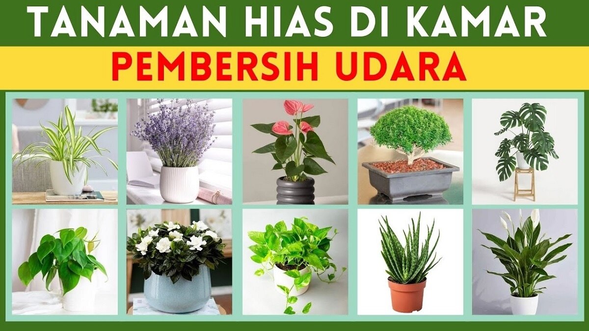 Baik Untuk Kesehatan! Inilah 5 Jenis Tanaman Pembersih Udara untuk Kamar Tertutup, Miliki Sekarang Juga