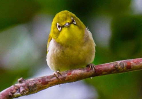 7 Cara Mengatasi Burung Pleci Ngembung, Jangan Anggap Sepele Jika Tak Mau Burungmu Mati!   