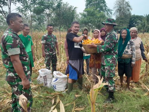 Koramil Wonopringgo Panen Jagung, Hasil Panen Jagung Sebagian Diberikan untuk Warga Kurang Mampu