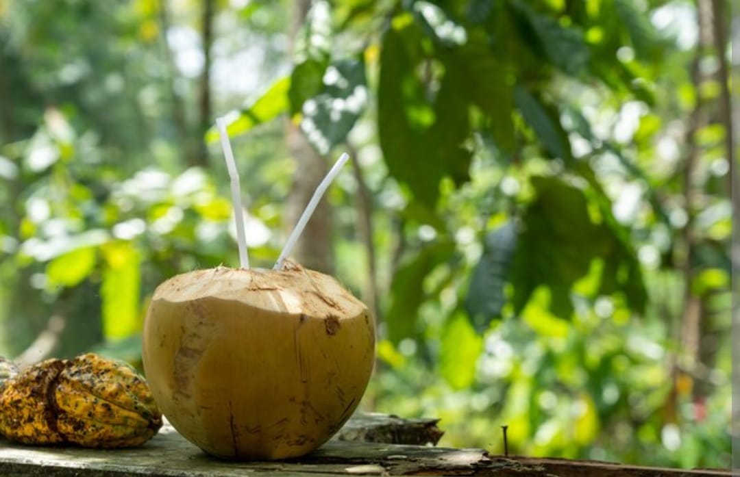 Solusi Penyakit Batu Ginjal Hingga Sangat Baik untuk Ibu Hamil, Ini 5 Manfaat Air Kelapa untuk Kesehatan