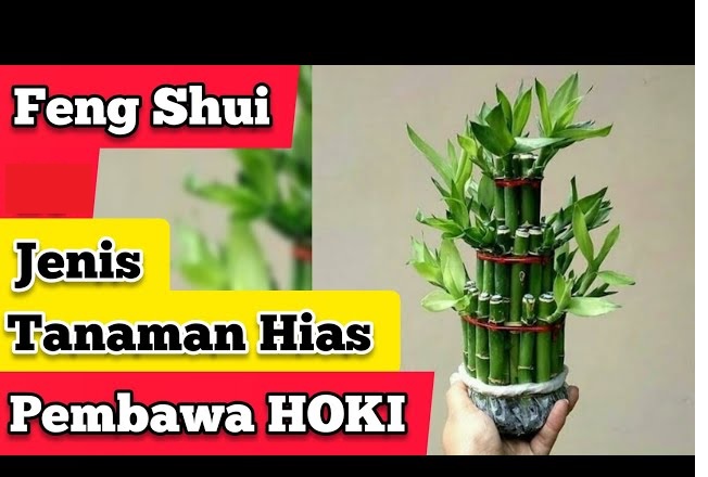 7 Tanaman Hias Pembawa Rezeki Menurut Feng Shui Mampu Datangkan Kekayaan Hingga Kesehatan Lho