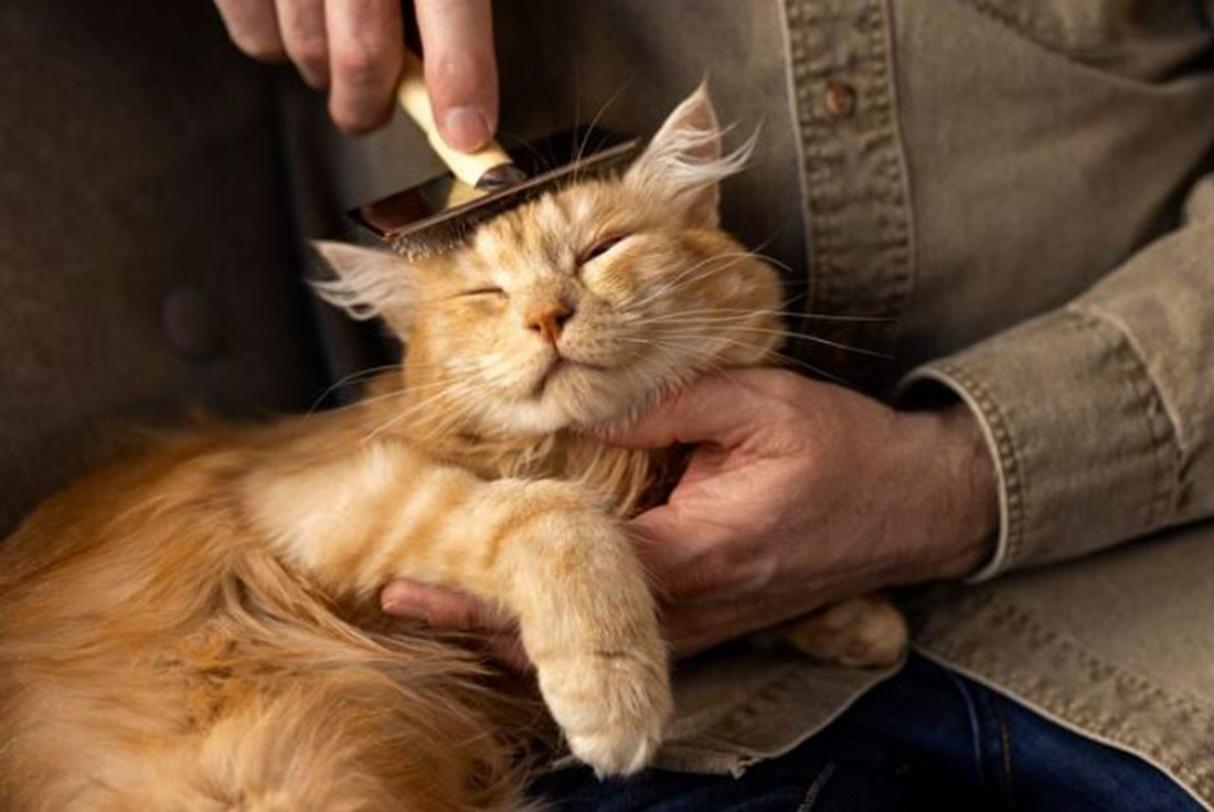 Kenapa Bulu Kucing Rontok? Ini Solusi serta 7 Penyebab yang Perlu Kamu Tahu