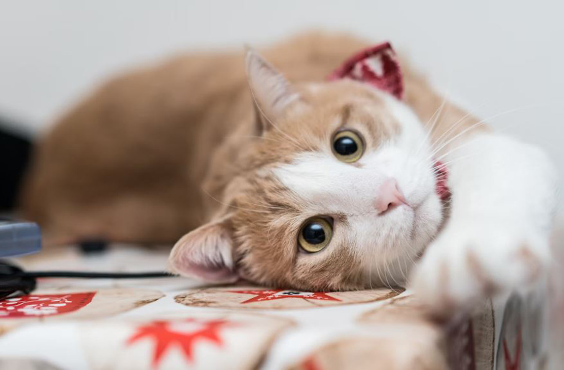 Cara Mengetahui Perasaan Kucing Lewat Mata, Memang Bisa? Begini Panduannya!