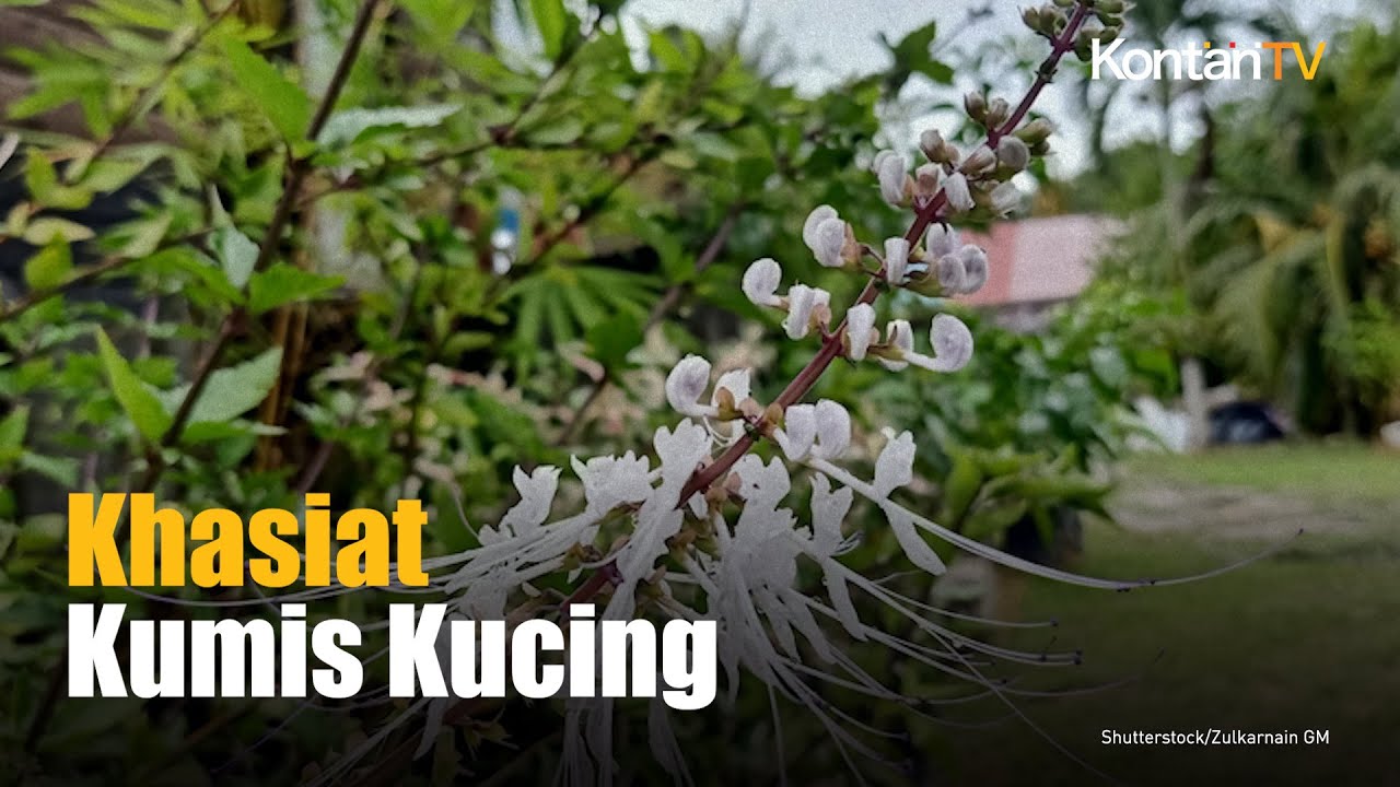 Berat Badanmu Tidak Ideal? Ini Manfaat Keji Beling dan Kumis Kucing yang Ternyata Bisa Bikin Kurus!