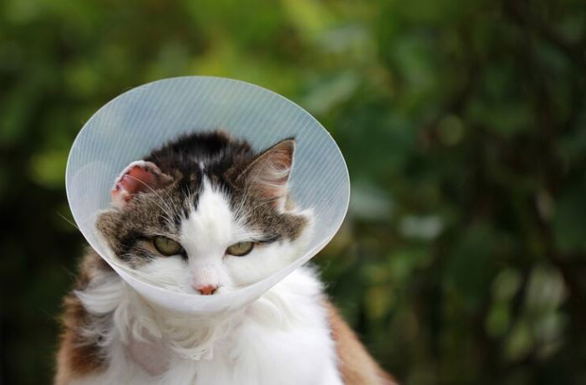 Apakah Boleh Vaksin dan Steril Kucing Bersamaan? Begini Pendapat dari Ahli Medis Hewan, Kamu Wajib Tahu!