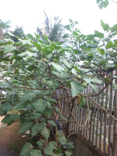 Viral Pria Mandi Telanjang di Kolam Alun-alun Kajen Akibat Mabuk Kecubung, Ini 4 Bahaya Makan Buah Kecubung