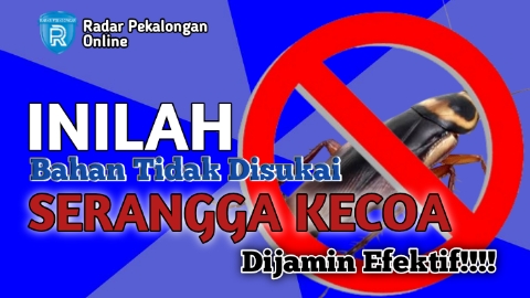 Pakai Bahan yang Tidak Disukai oleh Serangga Kecoa ini untuk Mengusir Kecoa, Mau Tahu Apa Bahannya?