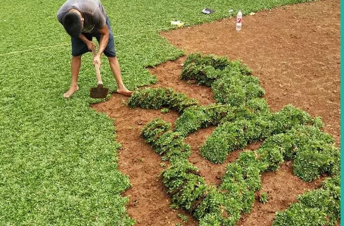 7 Cara Menanam Rumput Gajah Mini, Rumput Penghias Taman yang Tahan Pijakan Kaki Manusia