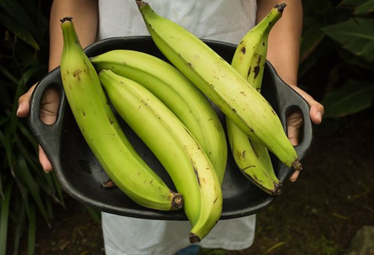 Apa Saja Olahan dari Pisang Tanduk? 5 Aneka Olahan dari Pisang Tanduk, Temukan Camilan Favoritmu Disini!