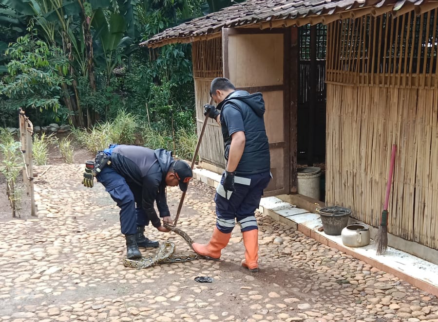 Tim SAR Bumi Santri Evakuasi Ular Piton Sepanjang 3 Meter Saat Mangsa Unggas 