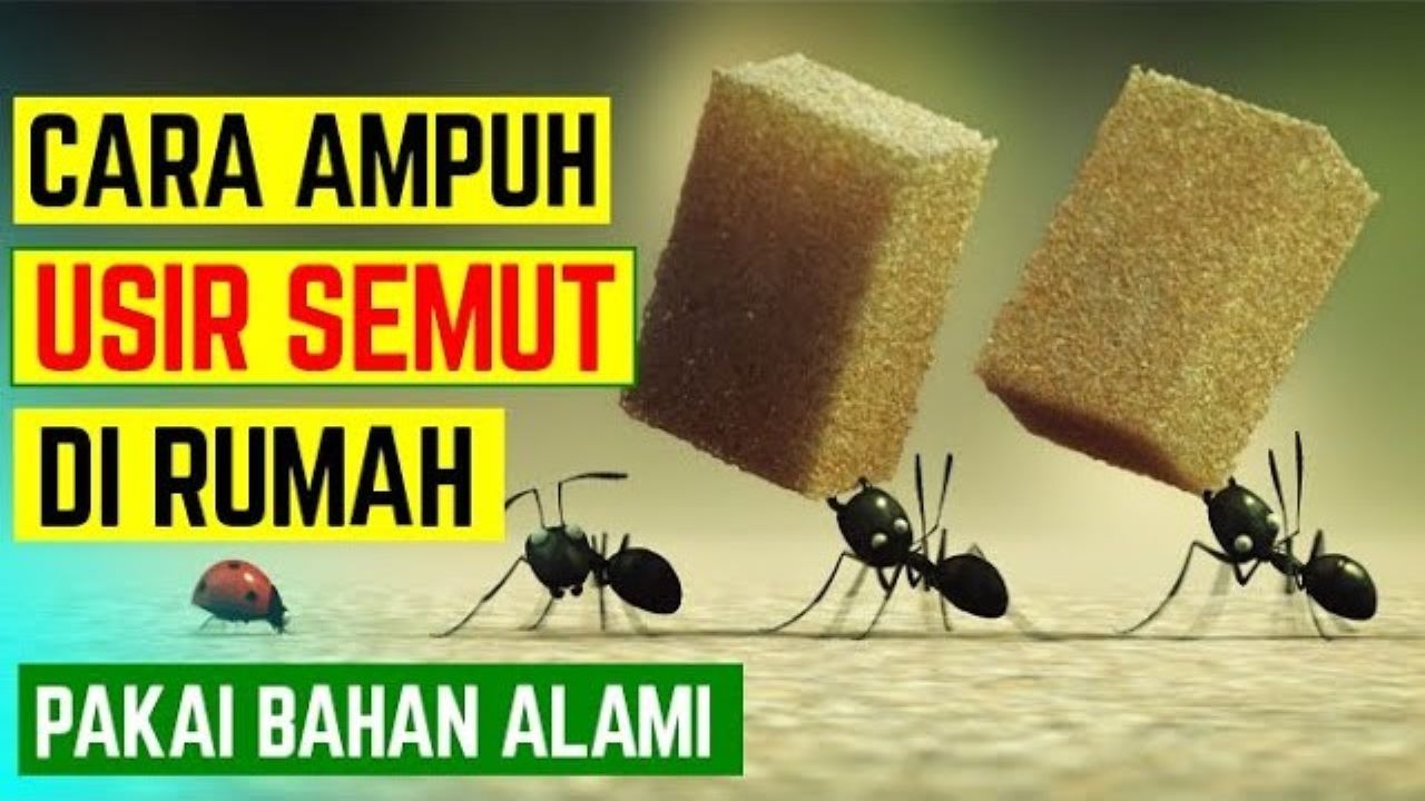 Sudah Tau Bagaimana Cara Mengusir Semut di Rumah? Ternyata Ini 6 Hal yang Bisa Kamu Lakukan