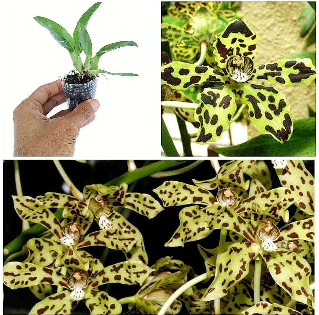 7 Cara Merawat Anggrek Macan Agar Tidak Layu, Bisa Kamu Terapkan Tips Ini di Rumah