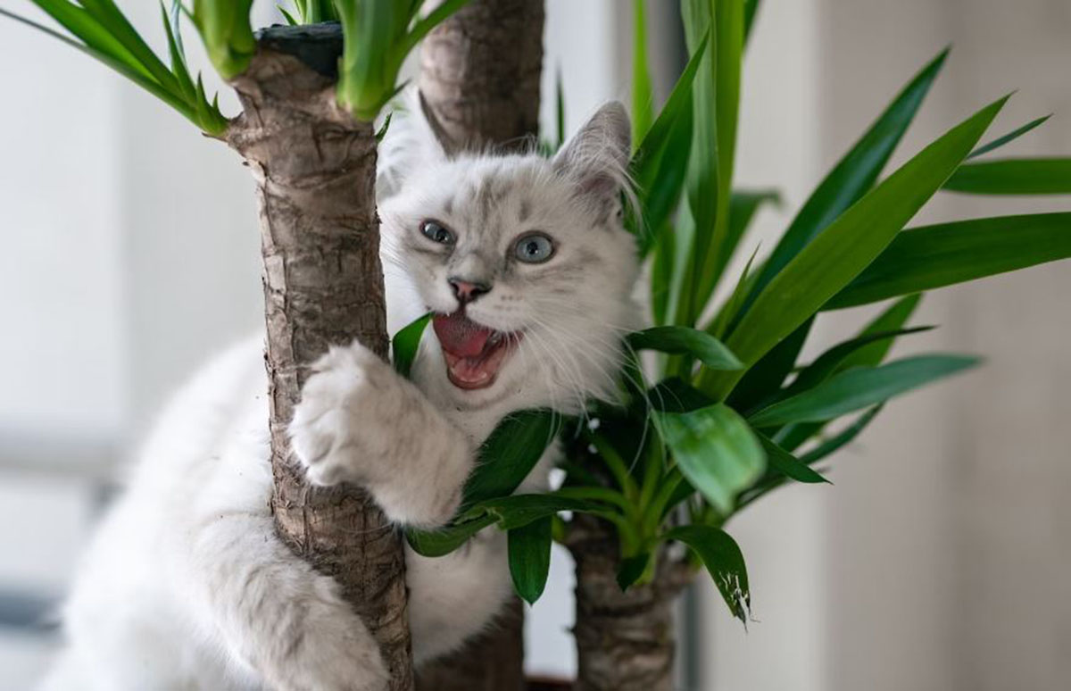 Cegah Dari Sekarang! Ini Dia Tanaman Anting-Anting untuk Kucing Rematik, Ramuan Herbal Murah dan Mudah Didapat