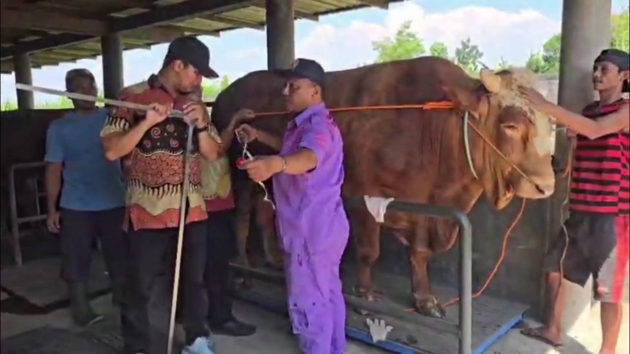 Sapi 