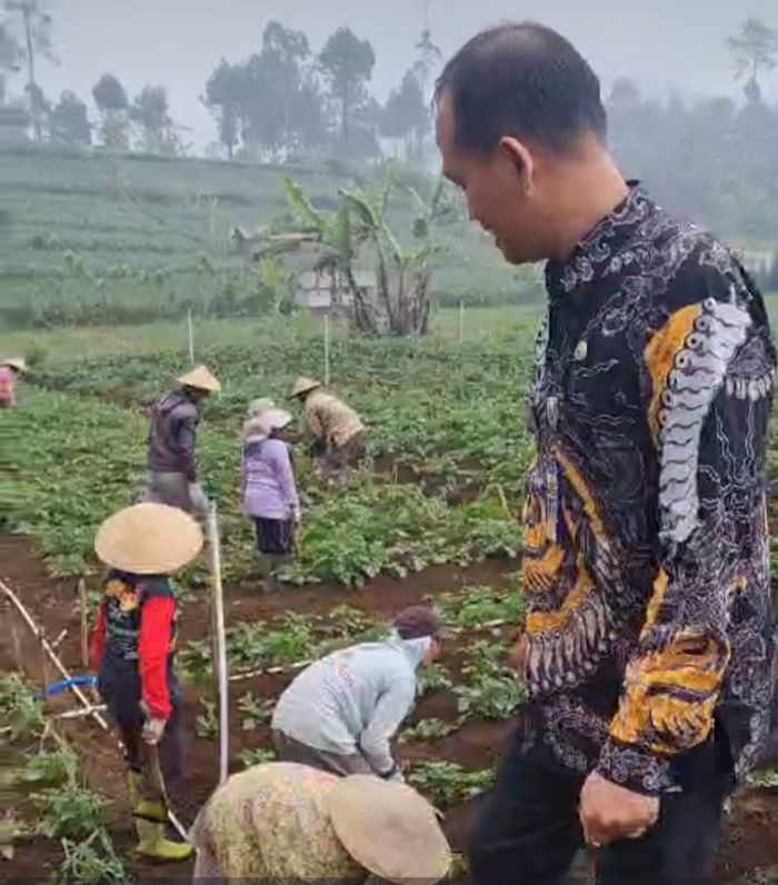 Harga Sayuran di Petungkriyono Pekalongan Terjun Bebas, Kubis Hanya Rp 100/Kg