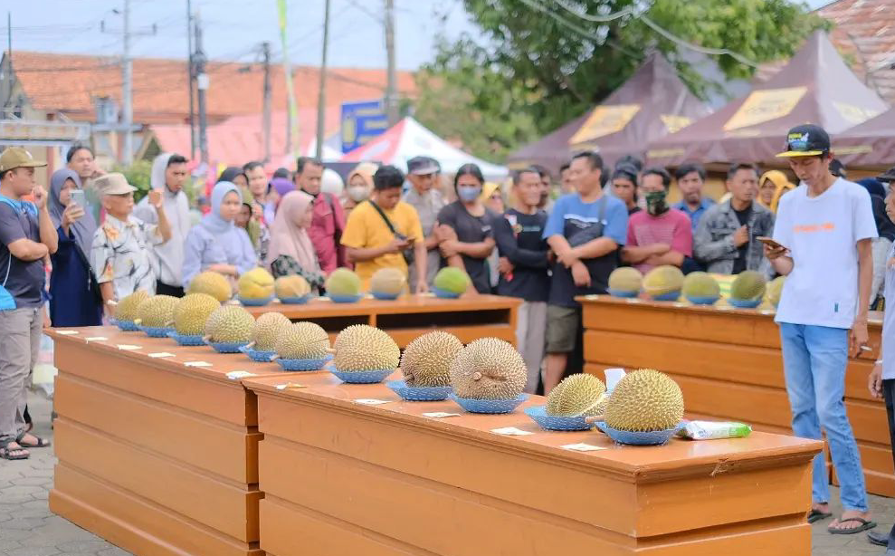 Festival Durian Doro Dibuka Dengan Kontes Durian Lokal