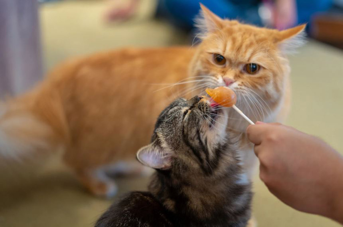 7 Pilihan Cemilan Kucing dari Dokter Hewan: Bantu Anabul Tambah Sehat dan Cantik