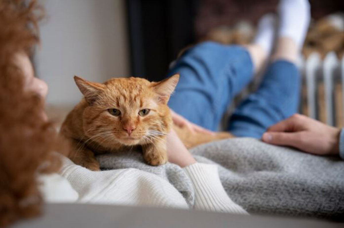 10 Cara Merawat Kucing yang Baru Disteril, Tips Ampuh Membuat Si Meong Tetap Nyaman Setelah Operasi