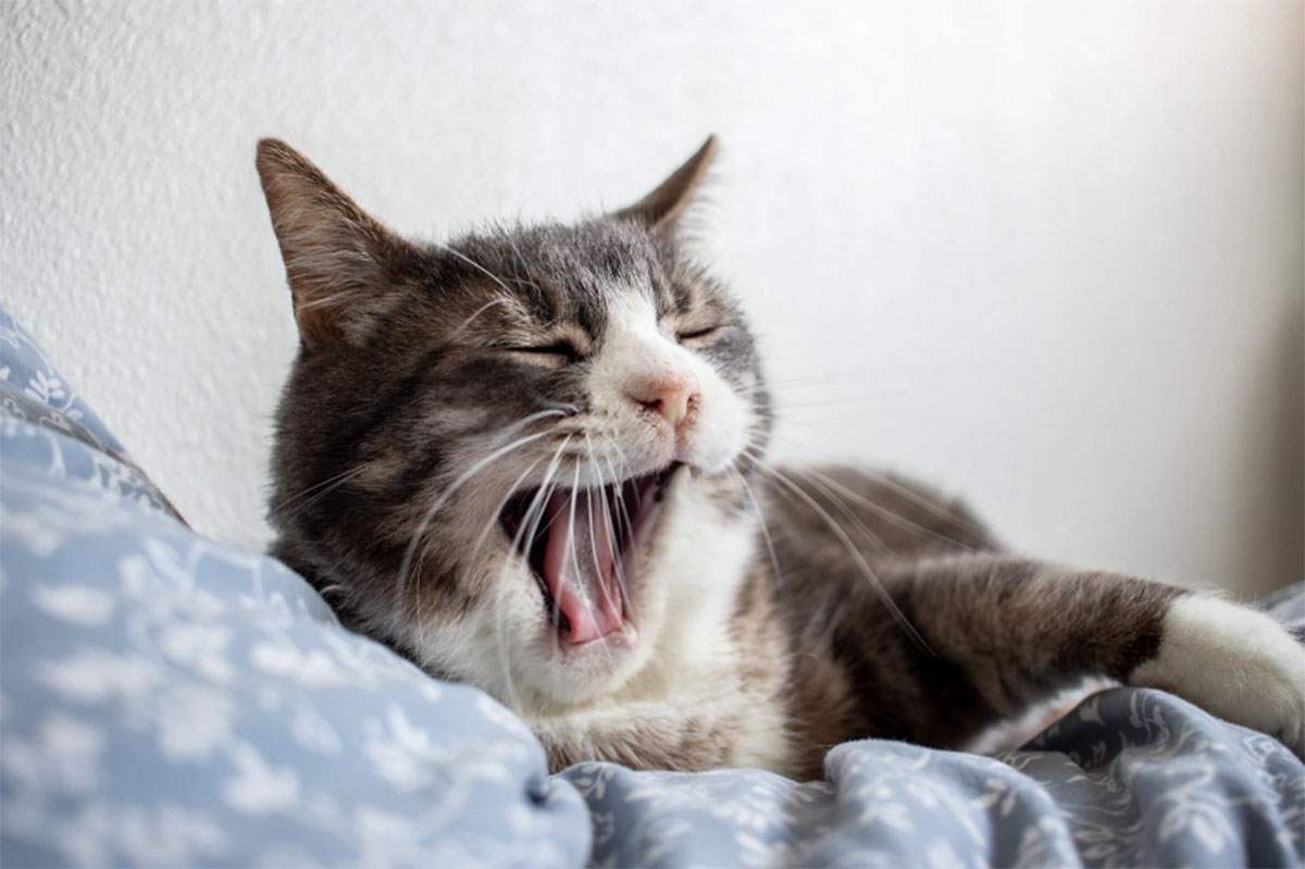 Inilah Arti Kucing Tidur di Atas Kasur Menurut Primbon Jawa, Bisa Jadi Petunjuk Penting dalam Hidupmu!
