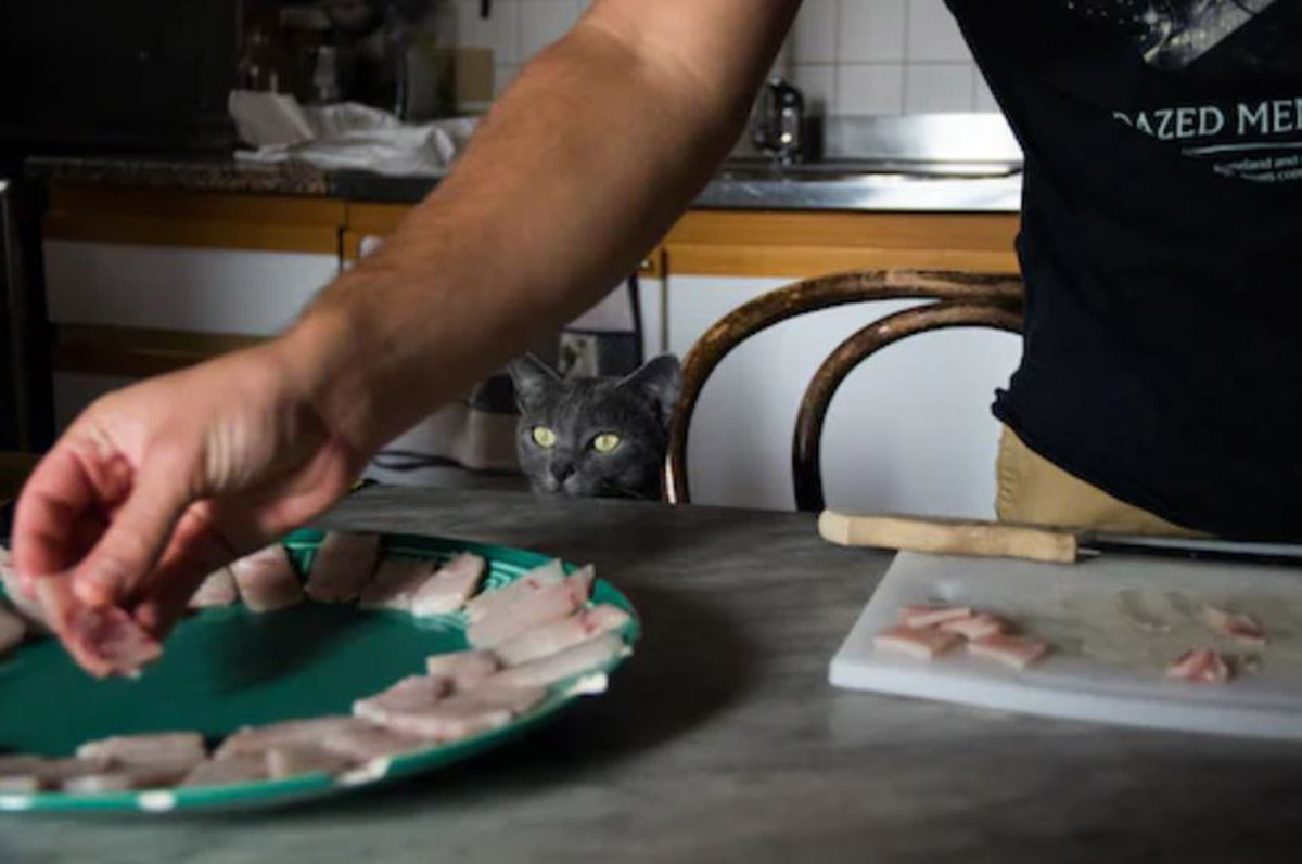 Lebih Sehat dan Terjamin Kualitasnya, Begini Cara Membuat Makanan Kucing Kering Sendiri di Rumah