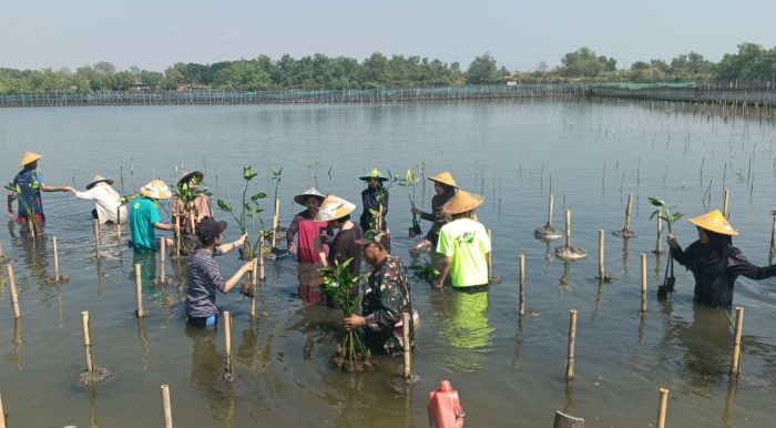 Mahasiswa UIN Gusdur, Relawan Jepang dan Babinsa Tanam Mangrove di Desa Mulyorejo Pekalongan