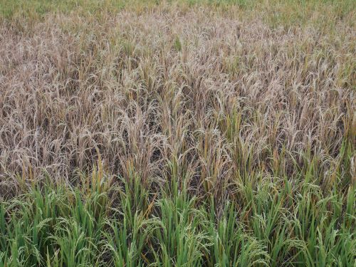 Petani Padi di Pekalongan Resah Serangan Hama Wereng