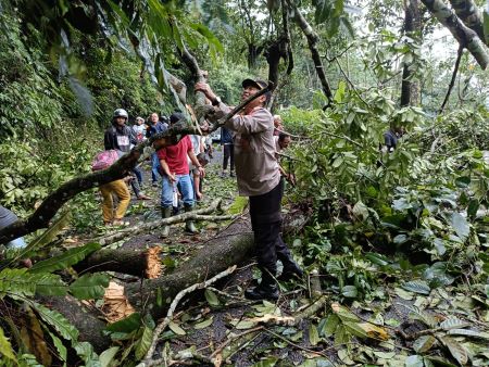 Jumpai Pohon Tumbang saat Patroli, Polsek Kajen dan Warga Gotong-royong Evakuasi Pohon Tumbang di Linggoasri
