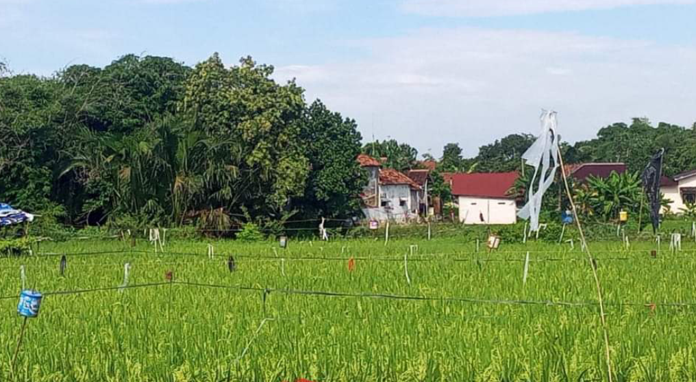 Masa Panen Belum Datang, Harga Gabah Naik 30 Persen