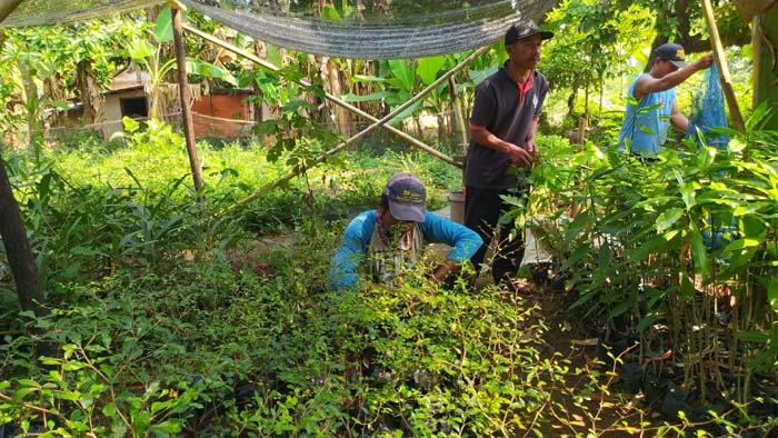 Reboisasi Hutan Rakyat Sekitar PLTU Bawa Berkah Bagi Petani Sekitar 