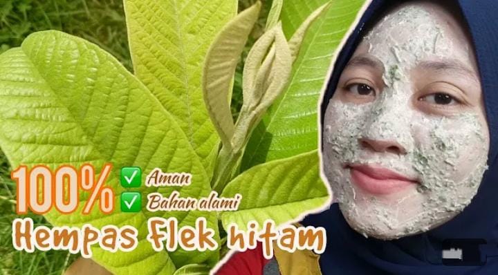 Begini Cara Menggunakan Daun Jambu Biji untuk Memutihkan Wajah dan Flek Hitam, 5 Langkah Glowing Permanen