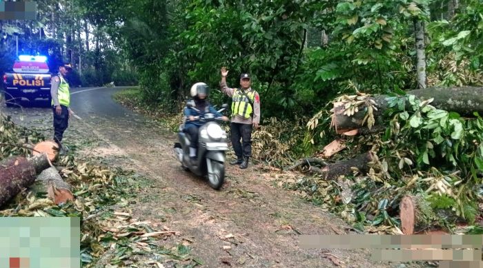Pohon Durian Tumbang Tutup Jalur Karanganyar–Lebakbarang