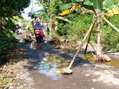 5 Tahun Jalan Rusak Tak Diperbaiki, Warga Siwalan Tanam Pohon Pisang di Jalan Rusak