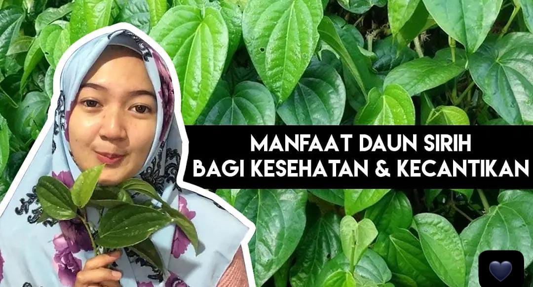 Tahu Ga Sih Apa Manfaat Daun Sirih untuk Kecantikan Wajah? Ternyata Begini Penjelasan Lengkapnya