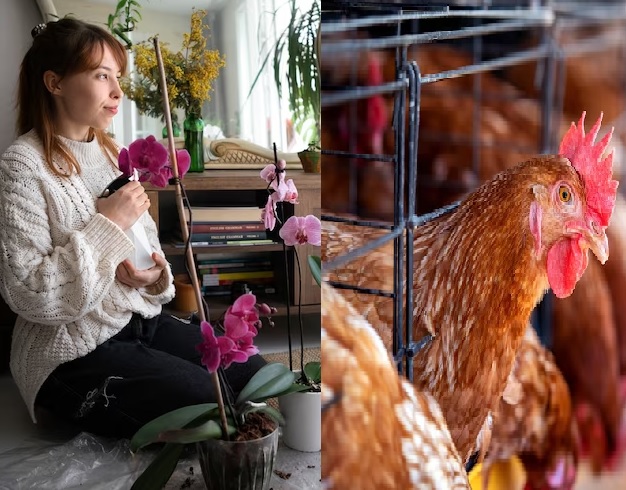 Begini Cara Membuat Pupuk Dari Kotoran Ayam untuk Tanaman Anggrek Agar Tumbuh Subur dan Rajin Berbunga.